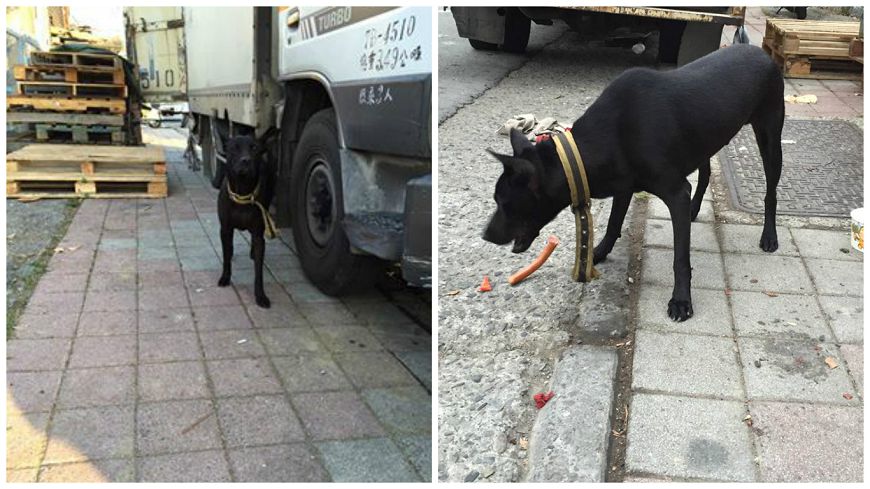 家人走了牠還在…新營大火5口喪命 忠犬守家不肯走