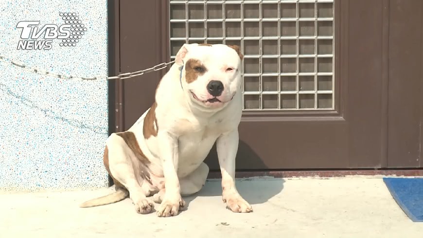 飼主也怕!比特犬「只敢養貨車上」 狠咬警大腿超凶
