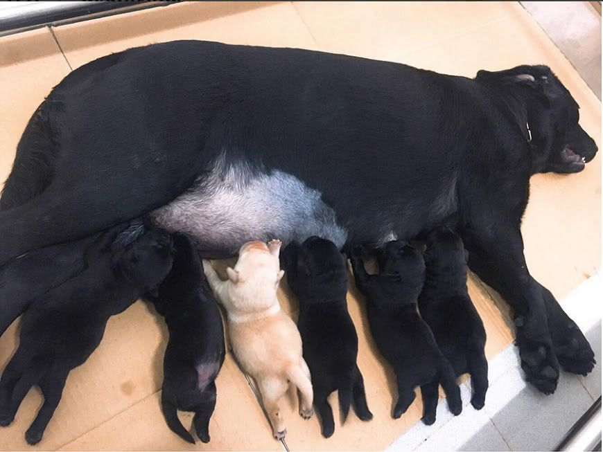 除了福星之外，其他的兄弟姊妹都是黑色的！圖／警犬福星 Instagram