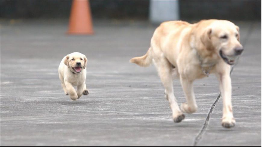警犬福星「半路認爹」!領犬員:孩子你爸媽都黑的啊~
