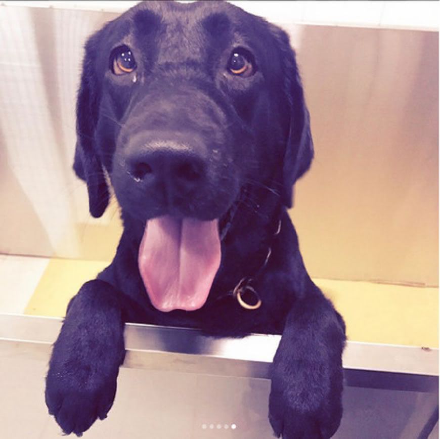 福星的媽媽「Yellow」是優秀的警犬。圖／警犬多多Instagram