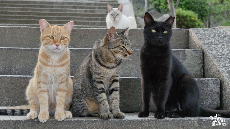 CNBLUE敏赫溫暖獻聲《我是一隻貓》猴硐貓村入鏡!
