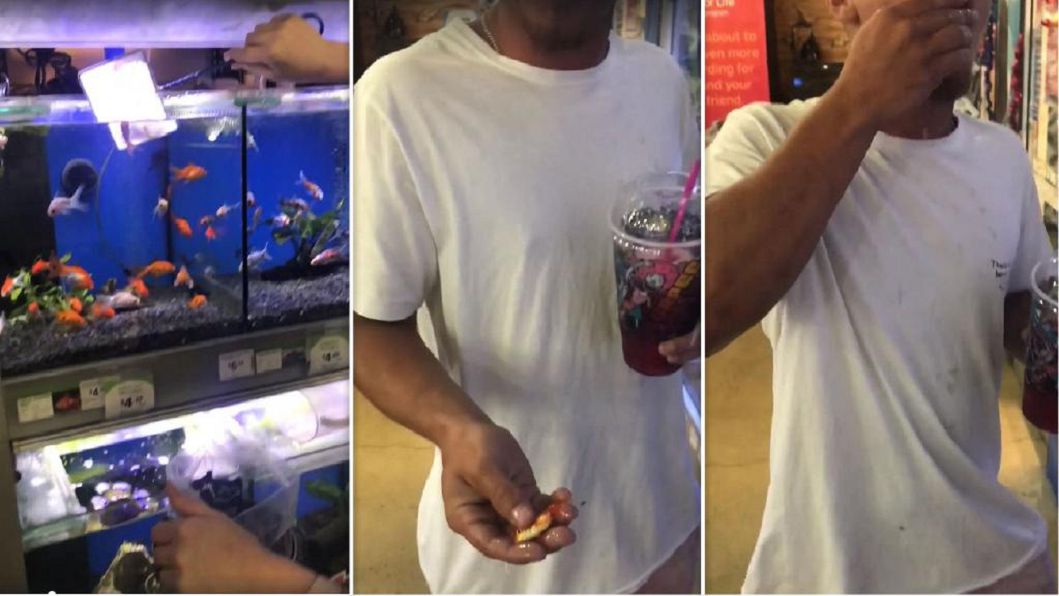好玩?男「生吞」寵物店金魚 被罵翻外恐坐牢