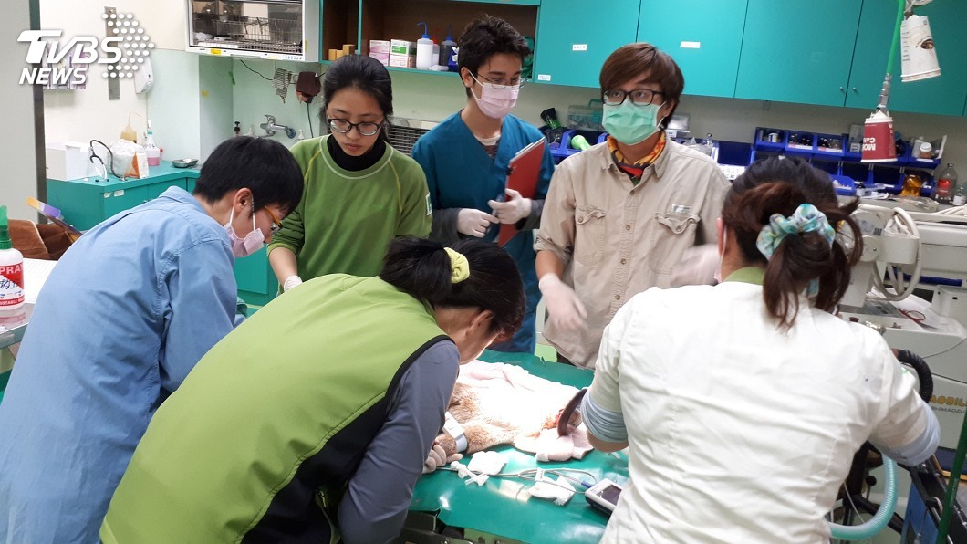 誤闖教室水獺死亡 北市動物園解剖中