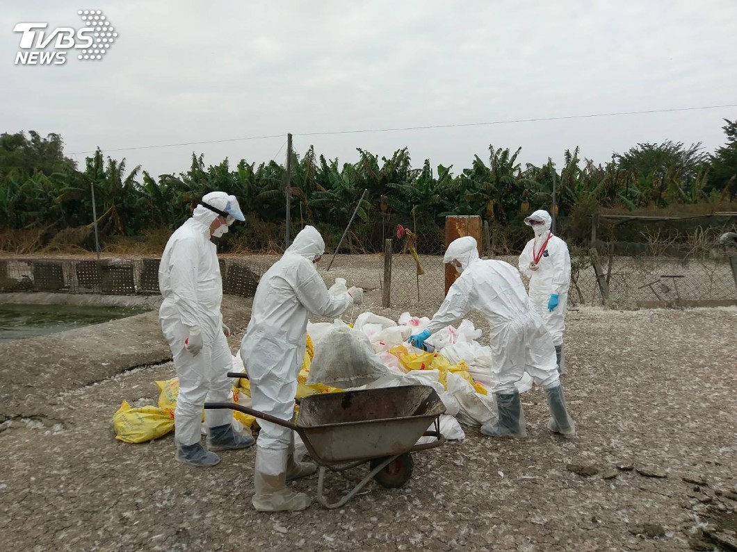 禽流感防疫 C級禽場不升級補償恐縮水