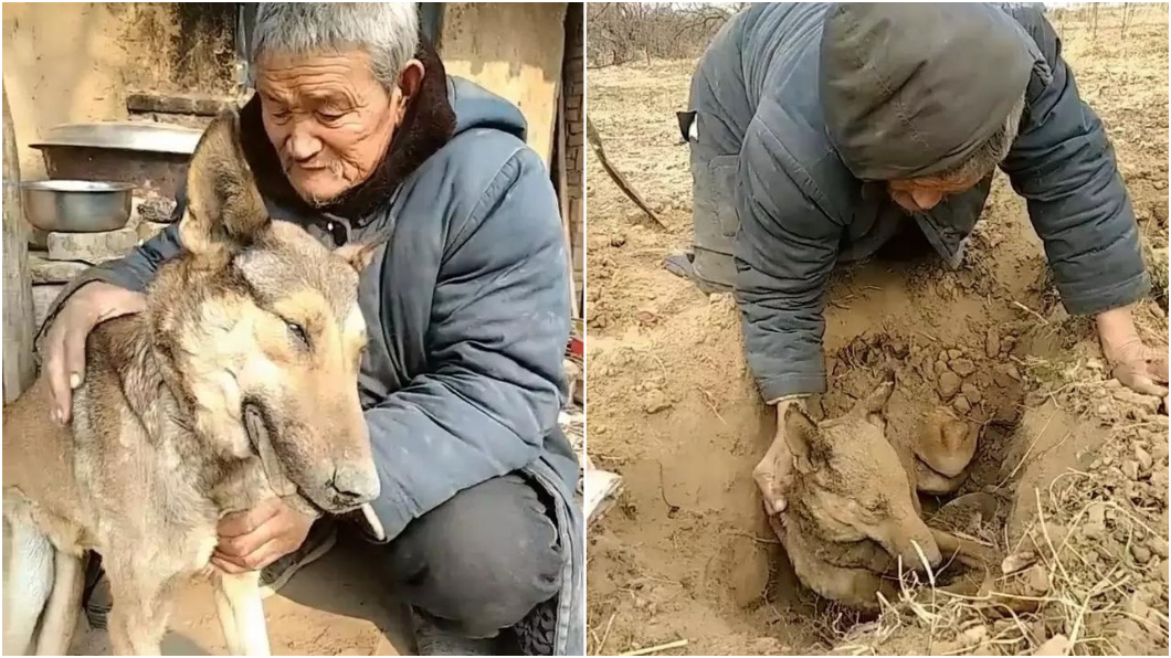 我只剩你了…狗兒子離世　老翁痛哭親手埋葬