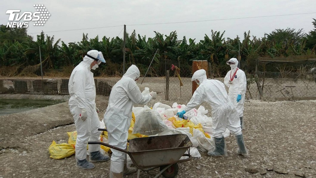 嘉義禽流感案例場未依規復養 撲殺雞隻並開罰