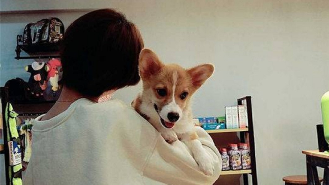 撿狗不還嗆聲挑釁　竟將對方愛犬丟下6樓吐血慘死