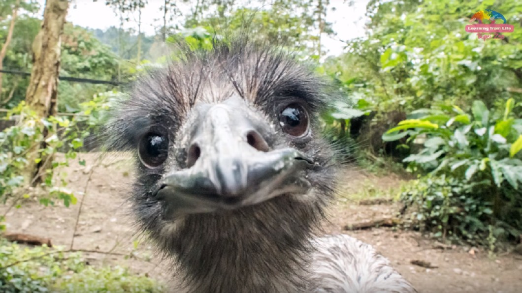 圖/翻攝自臺北市立動物園YouTube頻道