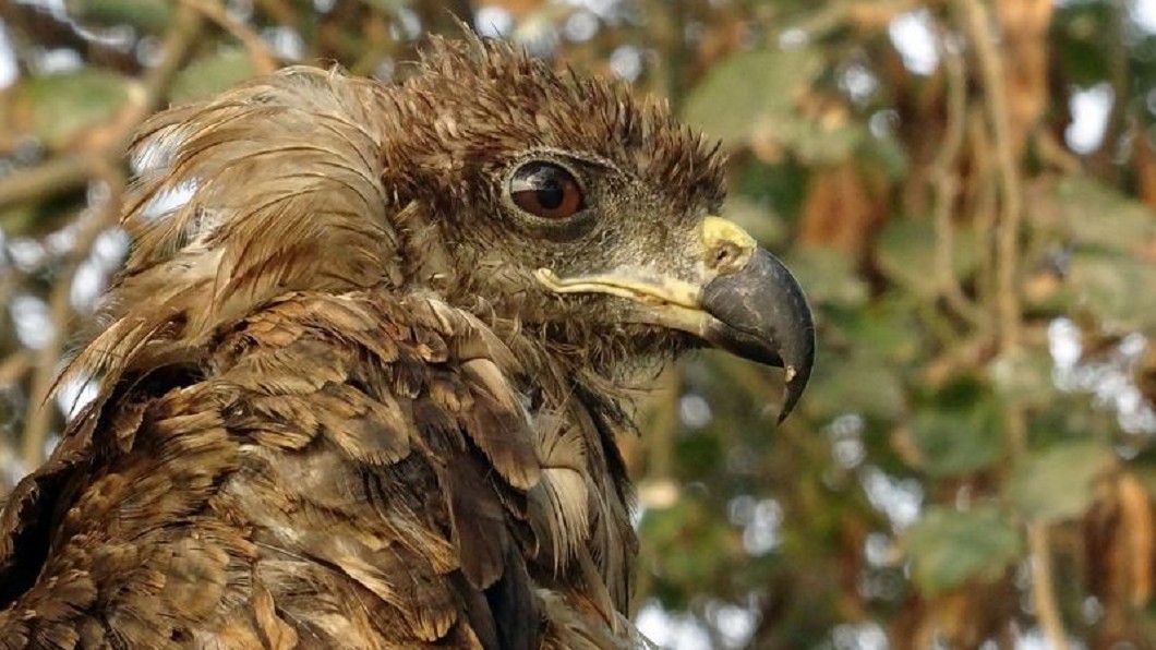 不只人類會用火 澳洲「這動物」靠縱火狩獵