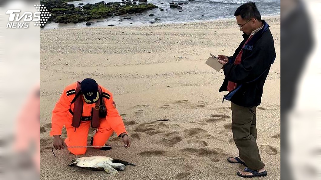 澎湖海域保育海龜頻傳傷亡 今年已7起