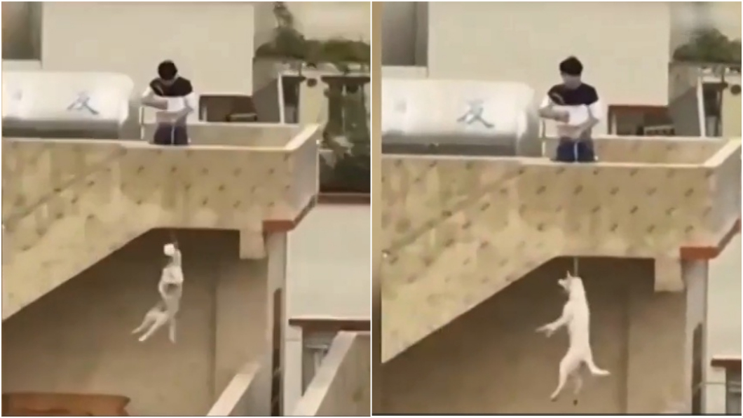 遭天譴!狠飼主邊笑邊吊死狗 還扔熱水桶脫毛