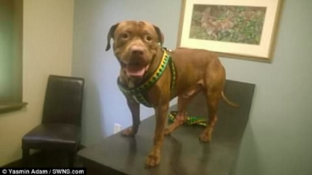 悉心照顧9年 竟遭愛犬咬斷手臂撕肉啃骨