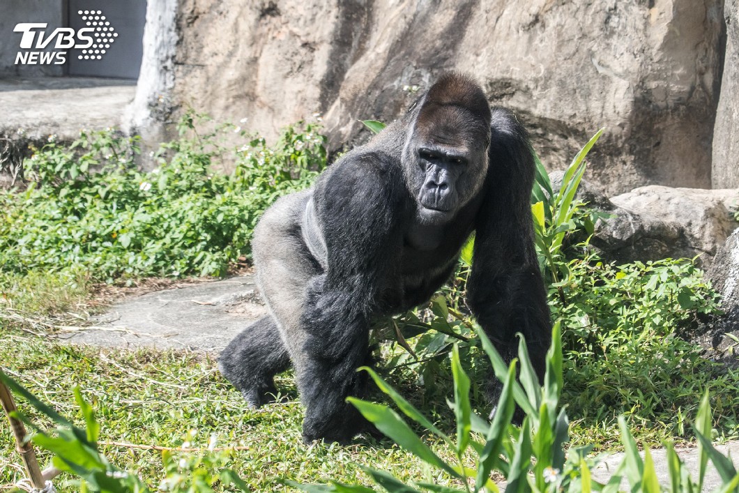 身負「滅絕」壓力！動物園金剛猩猩遠赴荷蘭繁衍後代