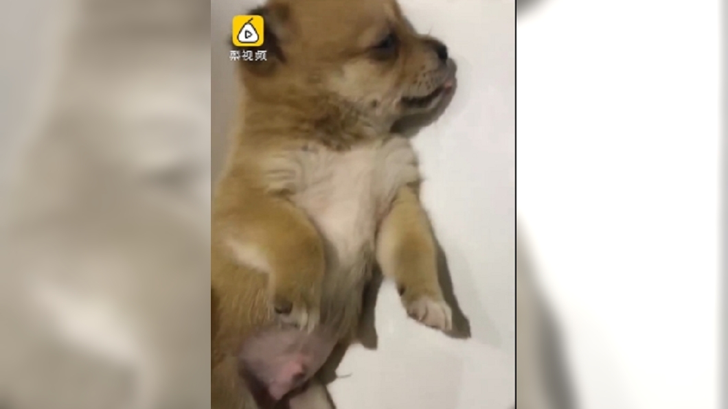 寄養愛犬竟遭狠虐 灌水罩口鼻還轉送陌生路人
