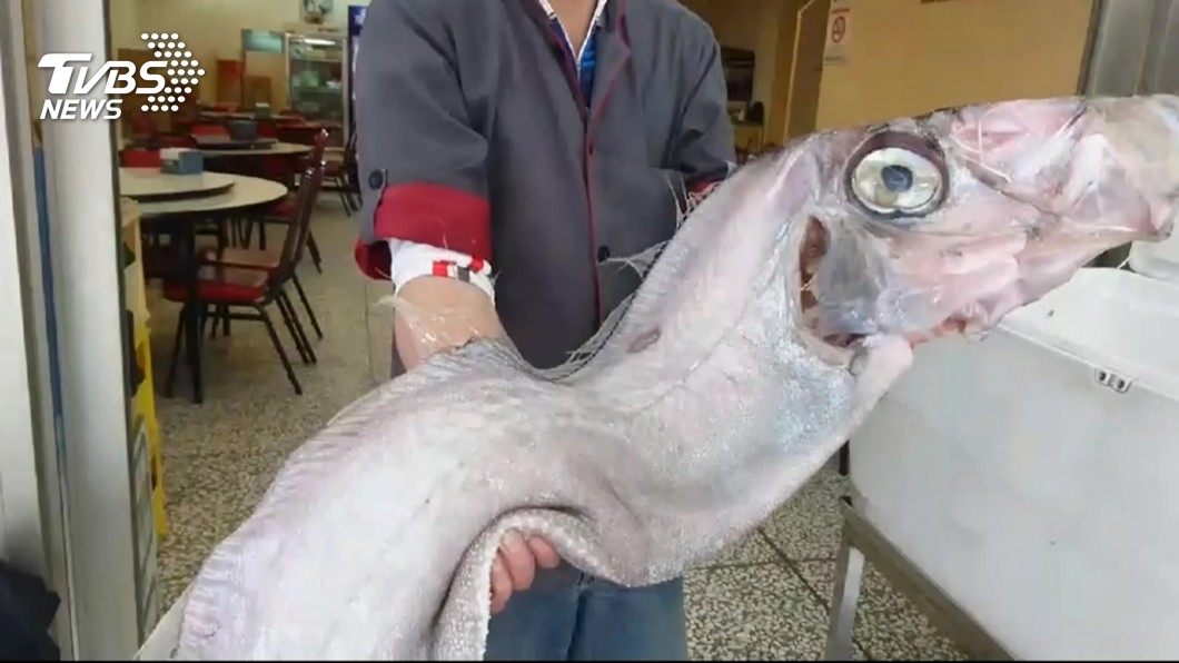 強震將來襲?台東漁民2天捕獲15條地震魚