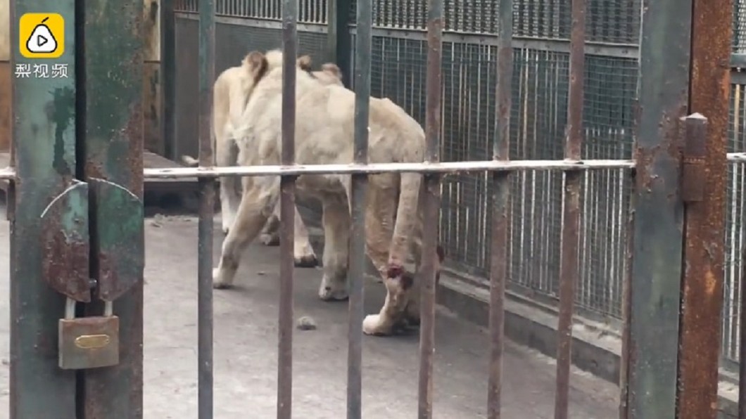 動物園獅子疑營養不良 餓到「斷尾」自殘