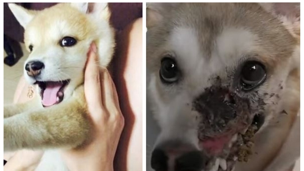 暖!狗狗遭毀容終日憂鬱 眾人集資助整形