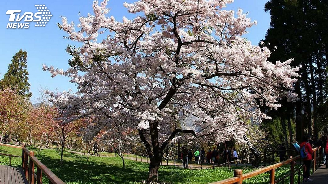 阿里山花季15日登場　櫻王3月底盛開