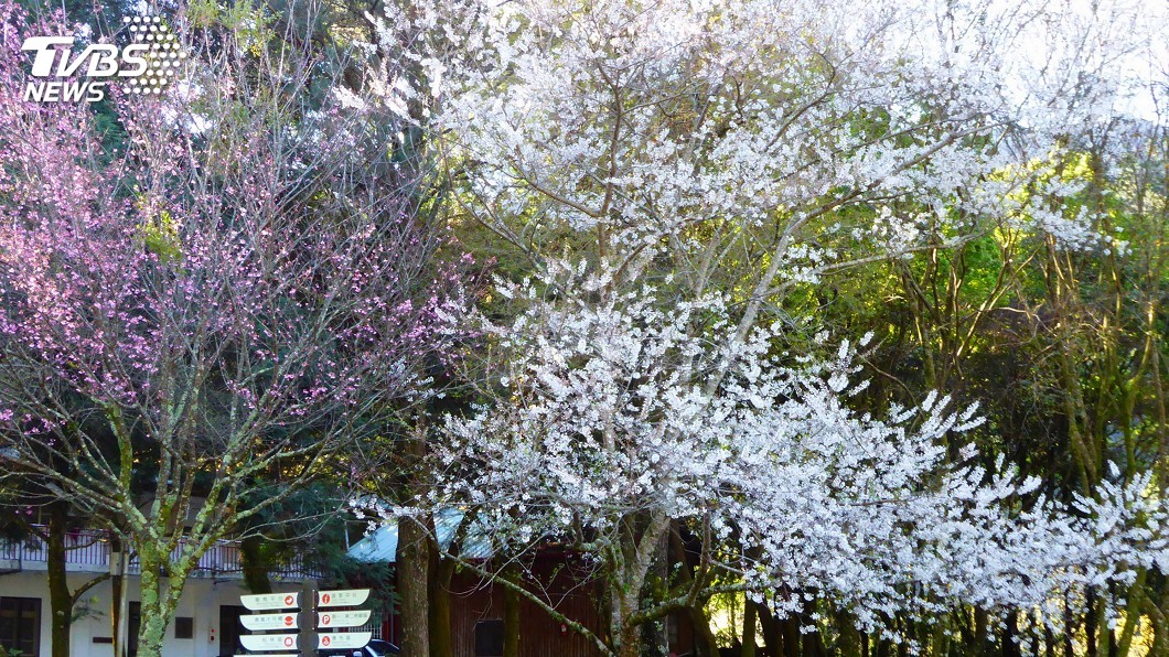 春遊奧萬大 賞櫻觀鳥遊梅峰2天1夜遊