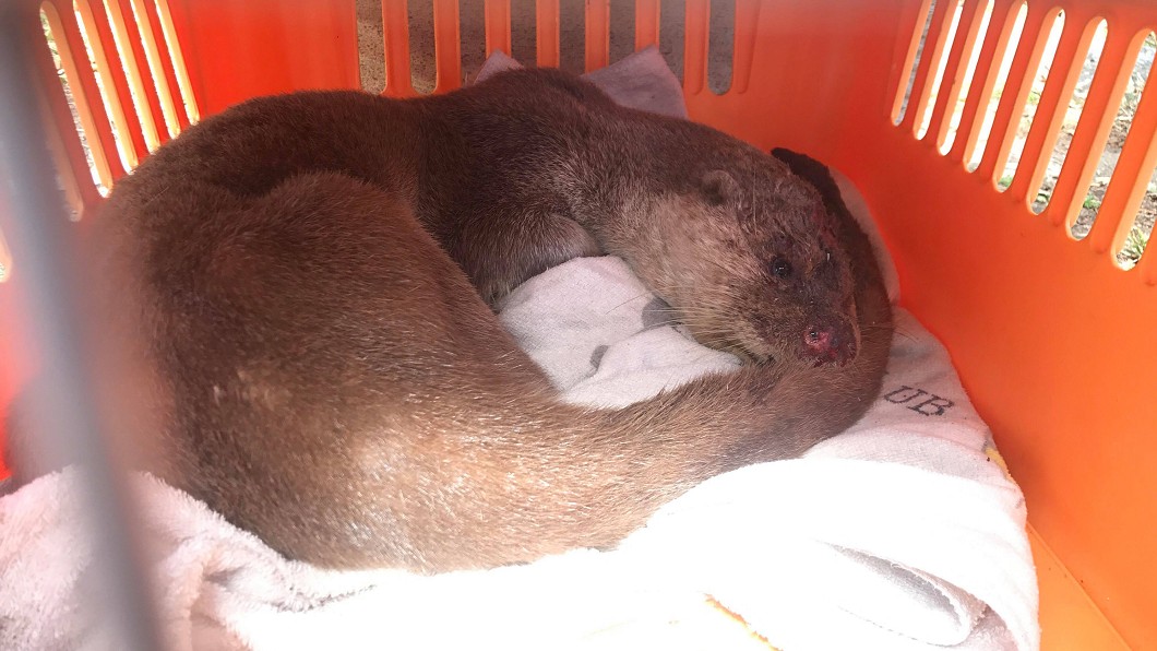 疑遭犬隻攻擊　受傷水獺誤闖飯店機房