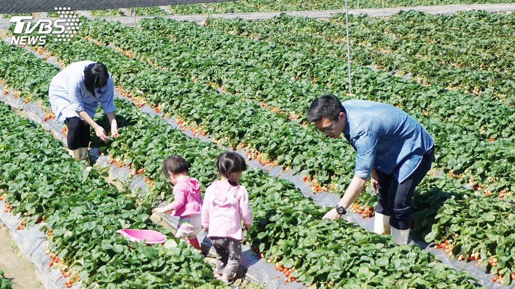 草莓盛產期 星國學生來台體驗田園樂