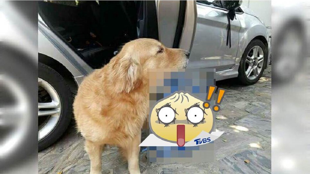 調皮阿金從車上叼「這件」 飼主崩潰:我的槍在哪?