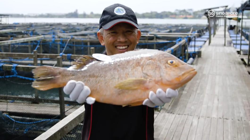 IT工程師科技養魚 個個肥滋滋獲米其林餐廳青睞