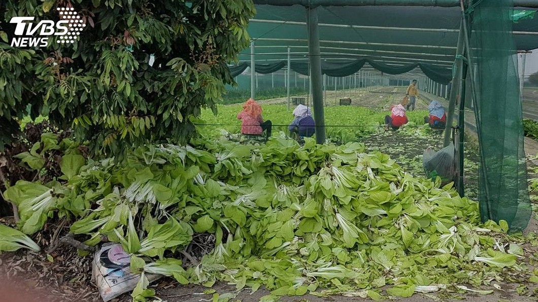 北農休市菜價崩 藍委:人禍應補償農民損失