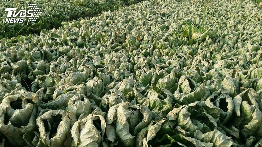 農委會救菜價5措施 籲不再休市3天