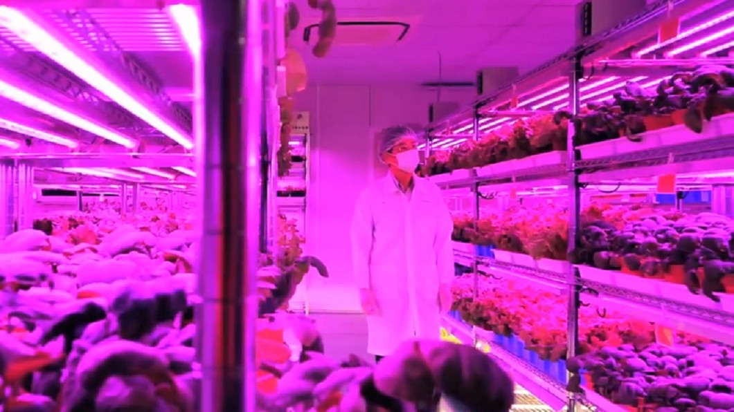 蔬菜新鮮直送! 日松下把電子廠變菜園