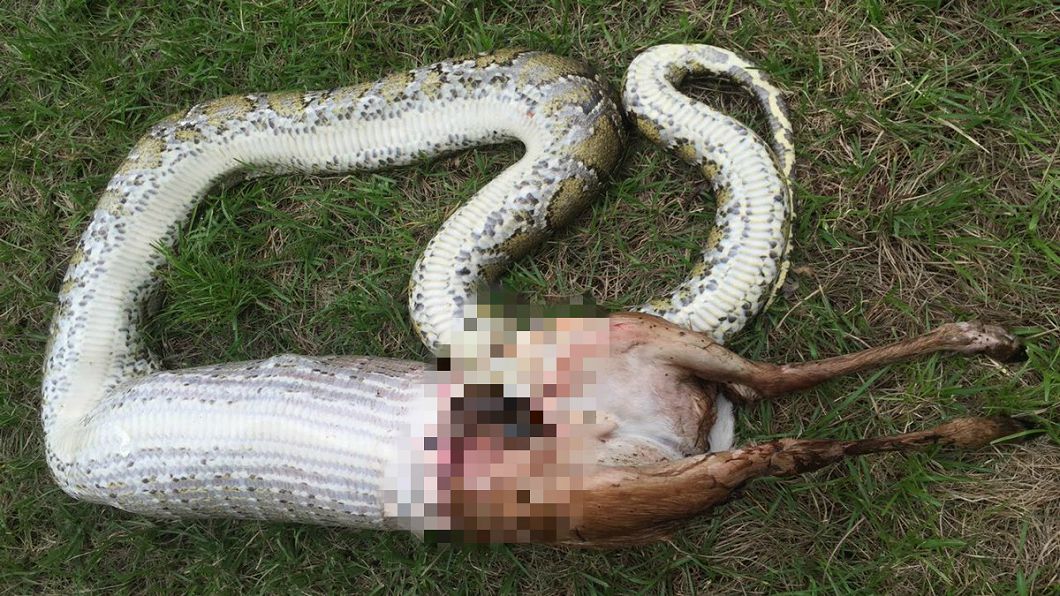 驚!蟒蛇活吞「整隻鹿」 創下最大捕食紀錄