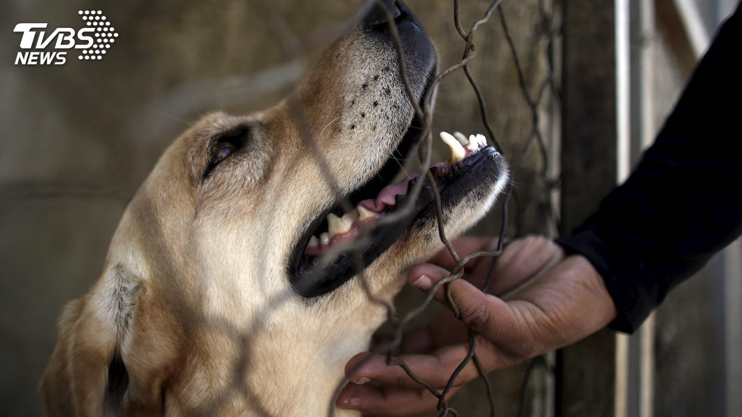 泰國狂犬病疫情3人亡　13省列高風險區