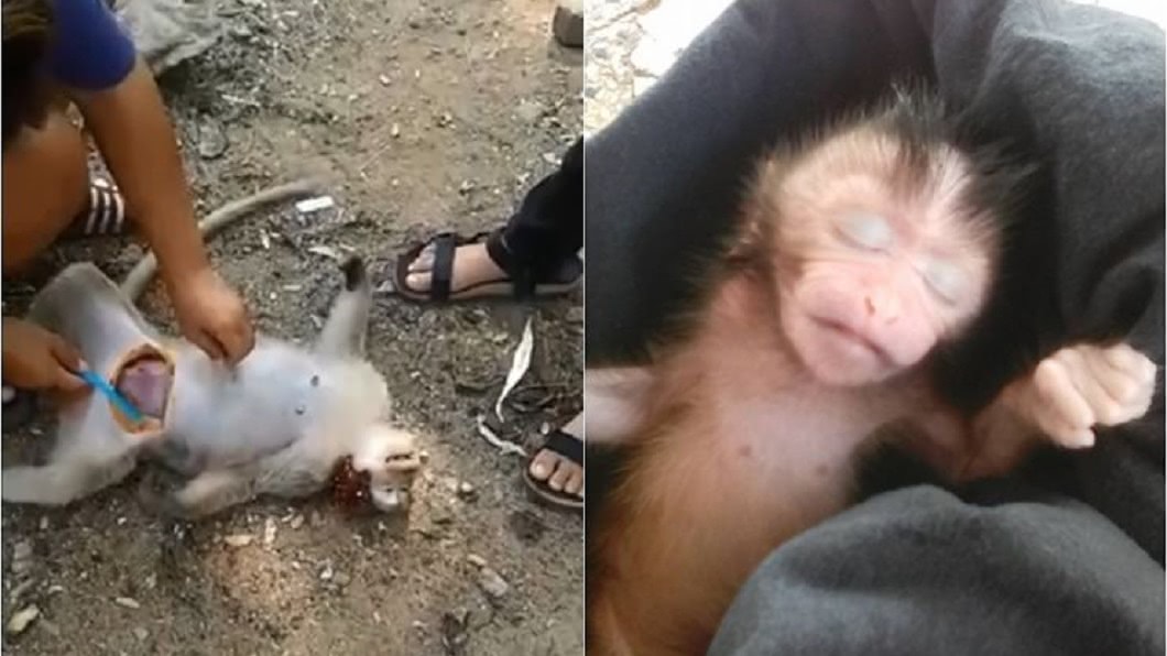 懷孕母猴被車撞死!暖女立即剖腹救活猴寶寶
