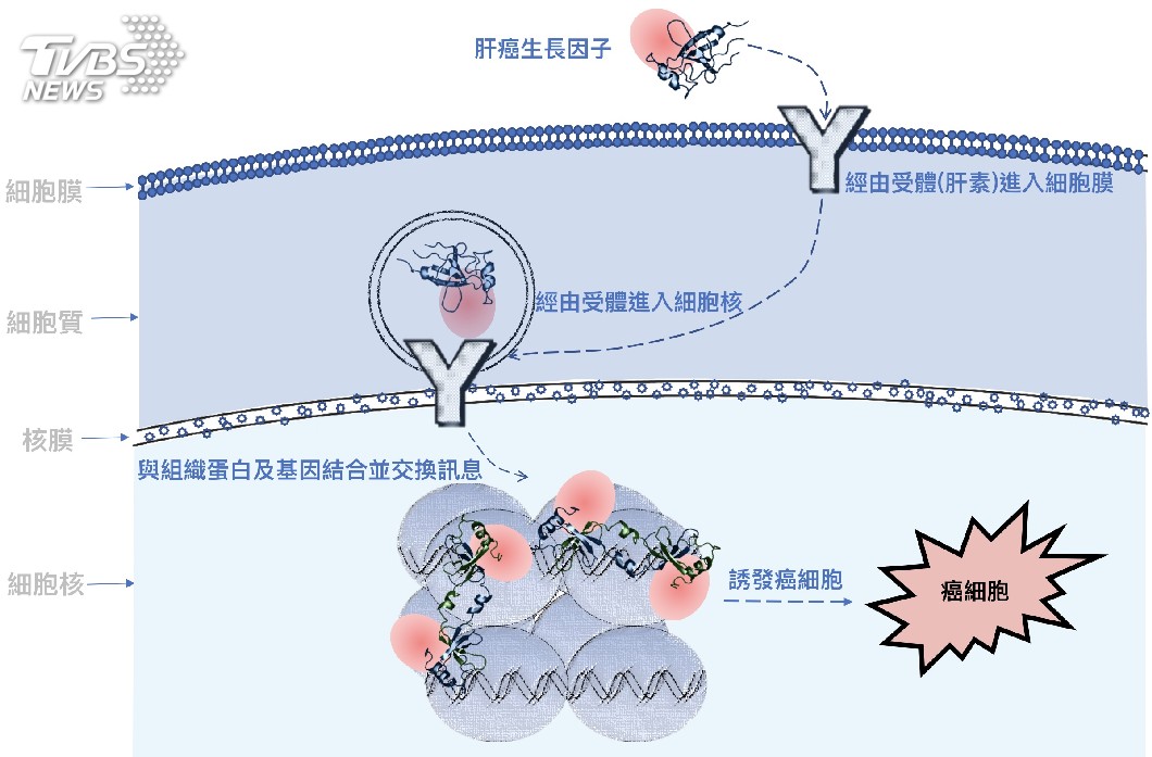肝癌衍生生長因子誘發癌症的機制 圖／國輻中心提供