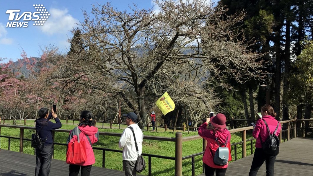 阿里山花季15日登場 搭蒸汽火車賞櫻