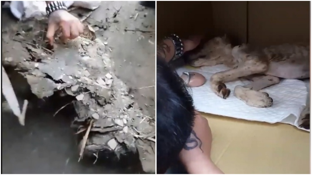 圖／徐園長授權提供