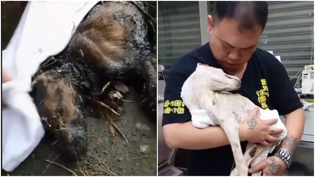 不痛了…石化長蛆 瀝青犬「善恩」還是走了