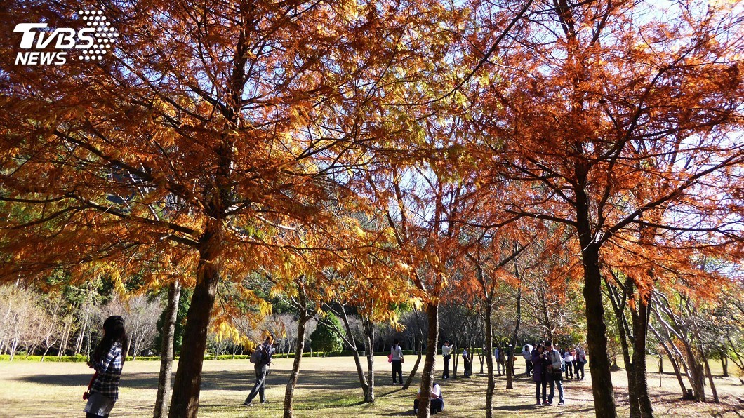 桶頭攔河堰植樹造美景　減少水質優養化