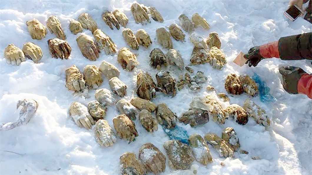 雪地驚悚挖出54隻斷掌 推測器官走私者砍下