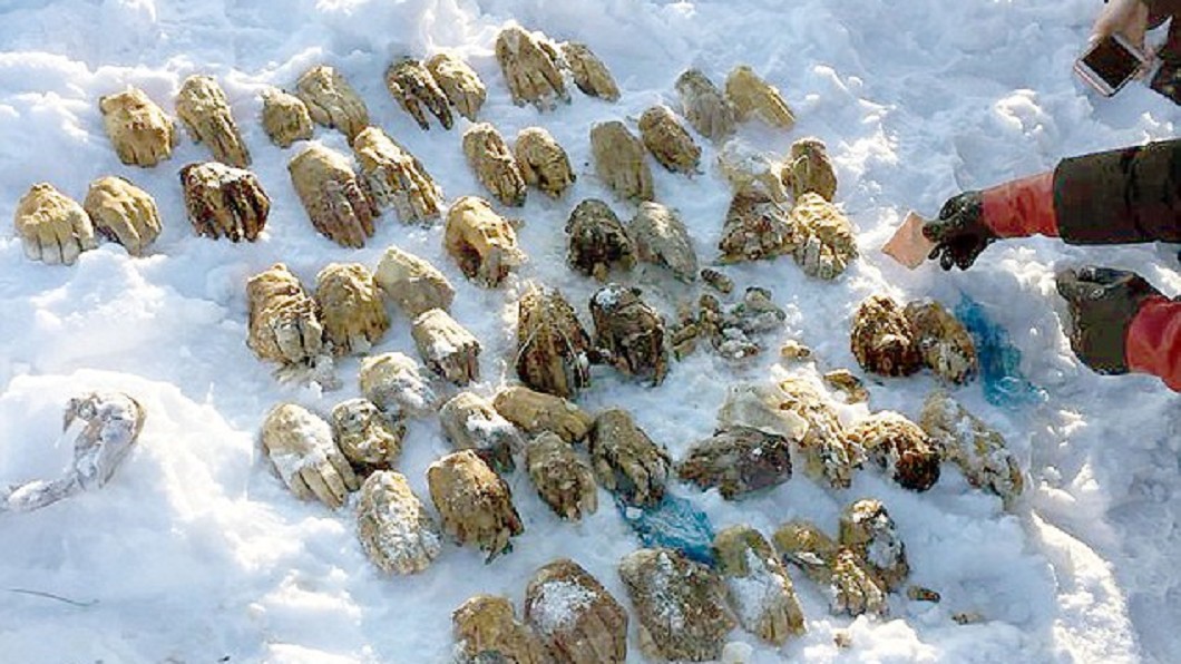 雪地裡驚見54隻斷掌 官員:俄國當局砍的