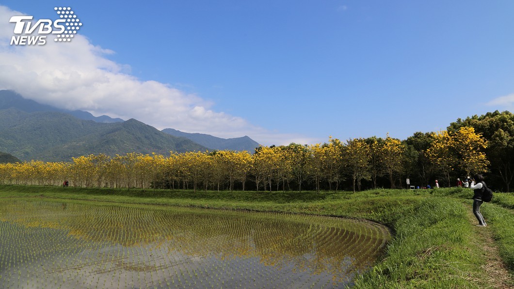 花蓮百年興泉圳 賞黃花風鈴木美景