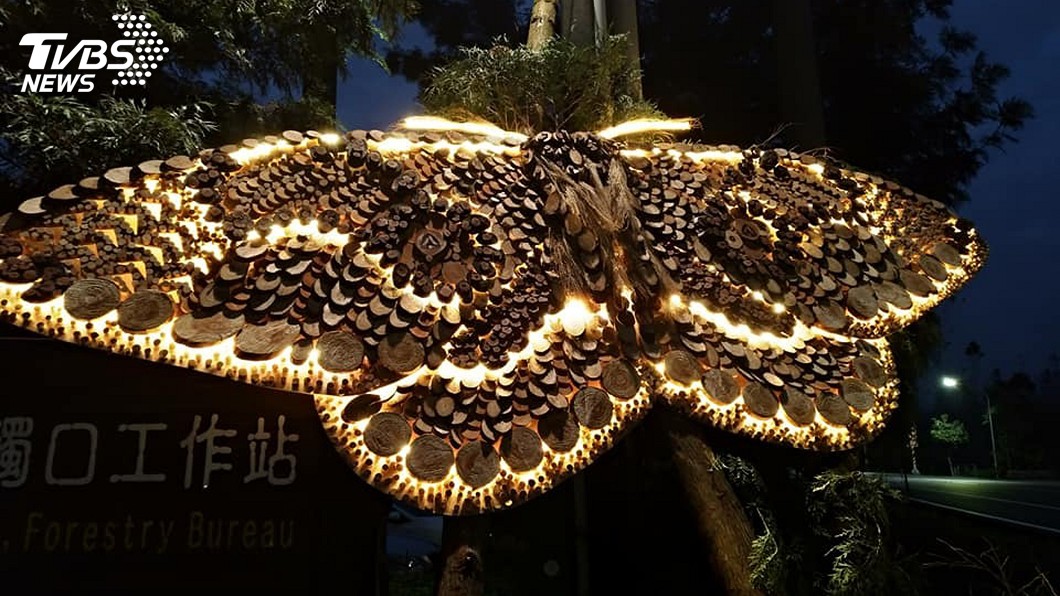 春遊阿里山　日沐百花夜賞神蝶