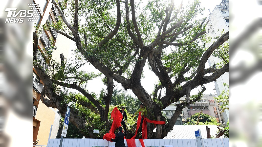 百年老樹被迫遷移　護樹團體籲原地保留