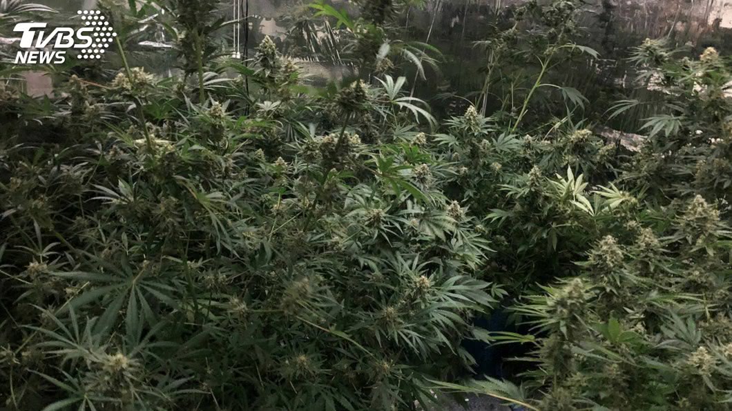 比特幣網購大麻種子 在家種植遭警逮