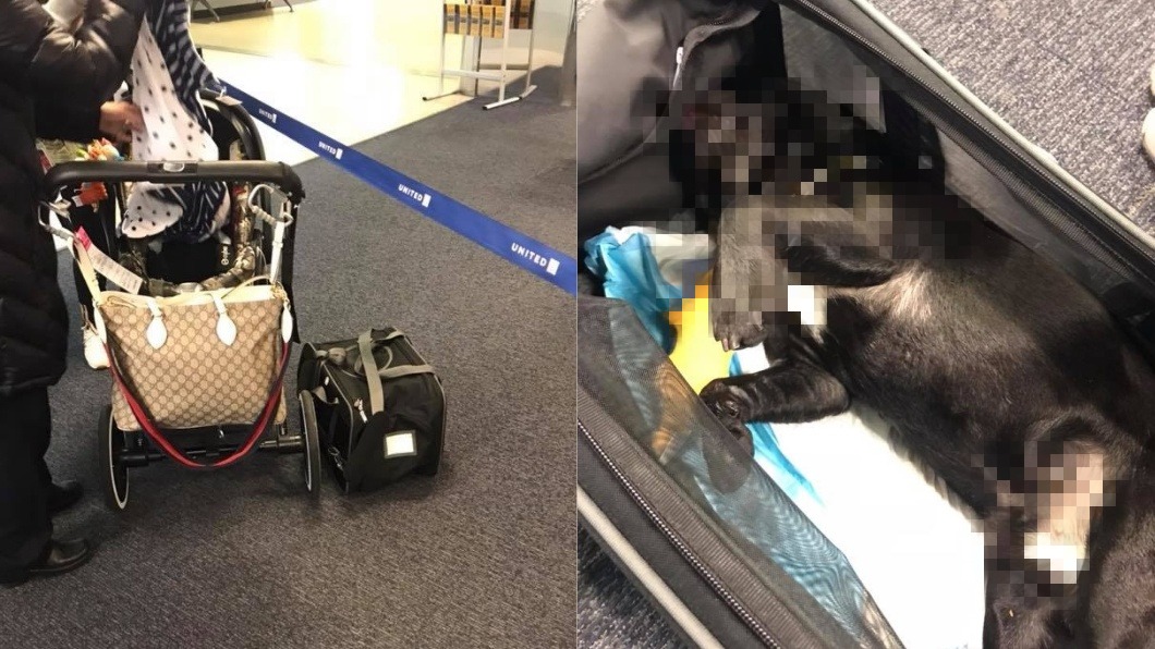 扯!空姐堅持塞狗到置物箱 愛犬斷氣身亡