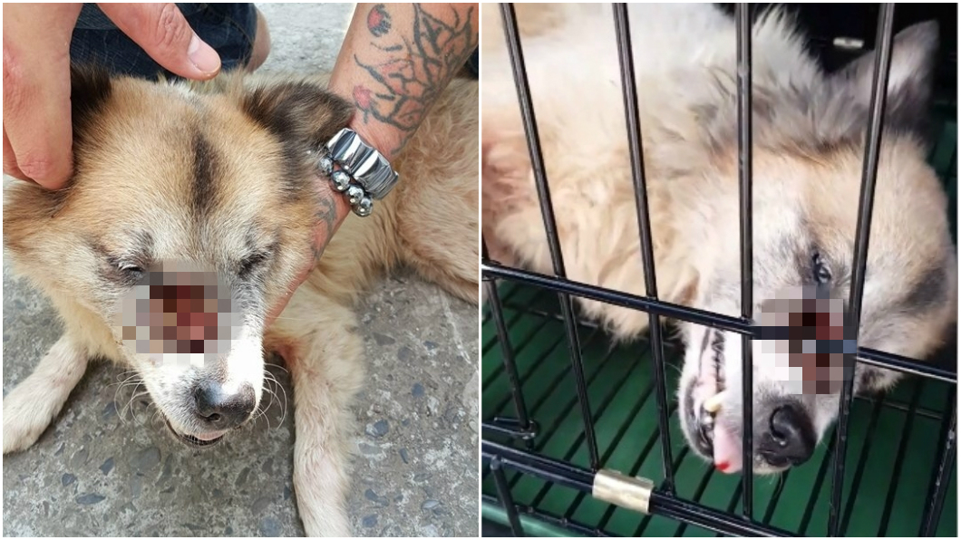 全家搬走只留牠…忠犬臉爛大洞 徒守空屋「看家」