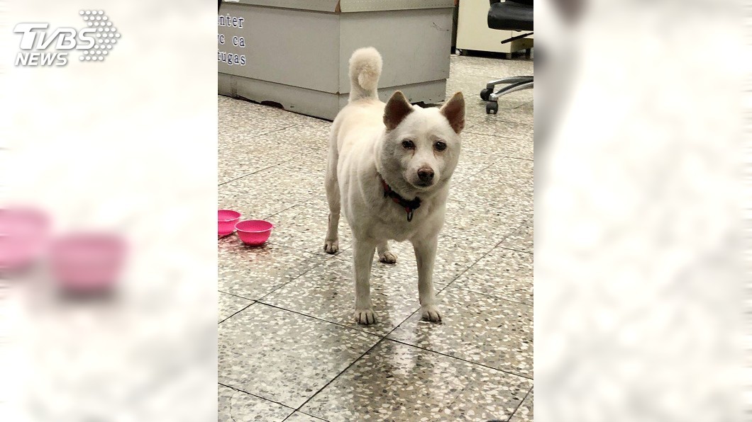 神犬! 迷路毛小孩到派出所找到主人