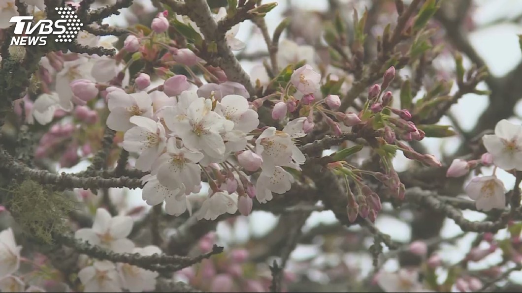 日本關東3月雪　東京週末適合賞櫻