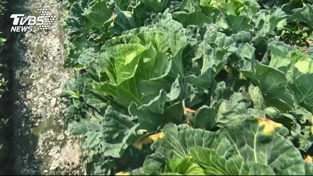 農委會推高麗菜種植登記 保障農民收益